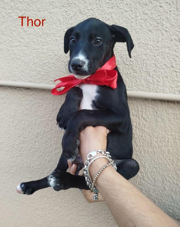 THOR Foto 4